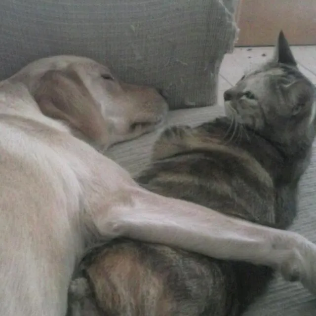 Como En Casa-1