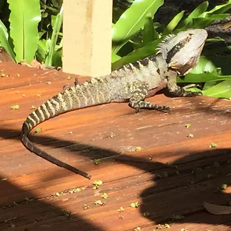 Byron Bay Rainforest Resort-3