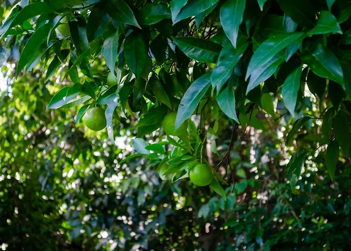 Casa de vacaciones: El huerto de Candeleda