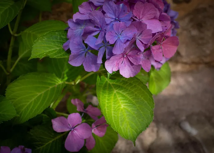 Hotel Mas 1670 - Adults Only