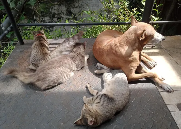 Hoteles que admiten perros en Colombo 