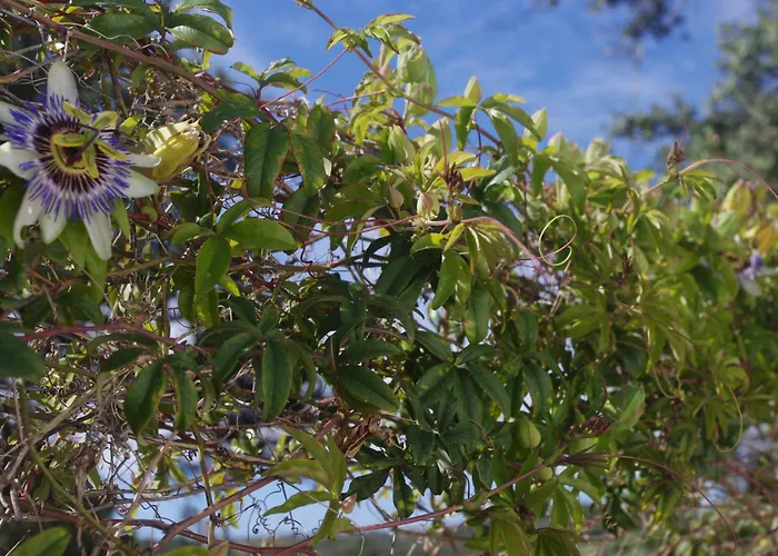 Villa Saudade, casa entre encinas